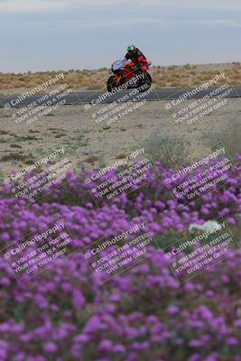 media/Jan-14-2023-SoCal Trackdays (Sat) [[497694156f]]/Turn 14 Exit Bloomig (145pm)/